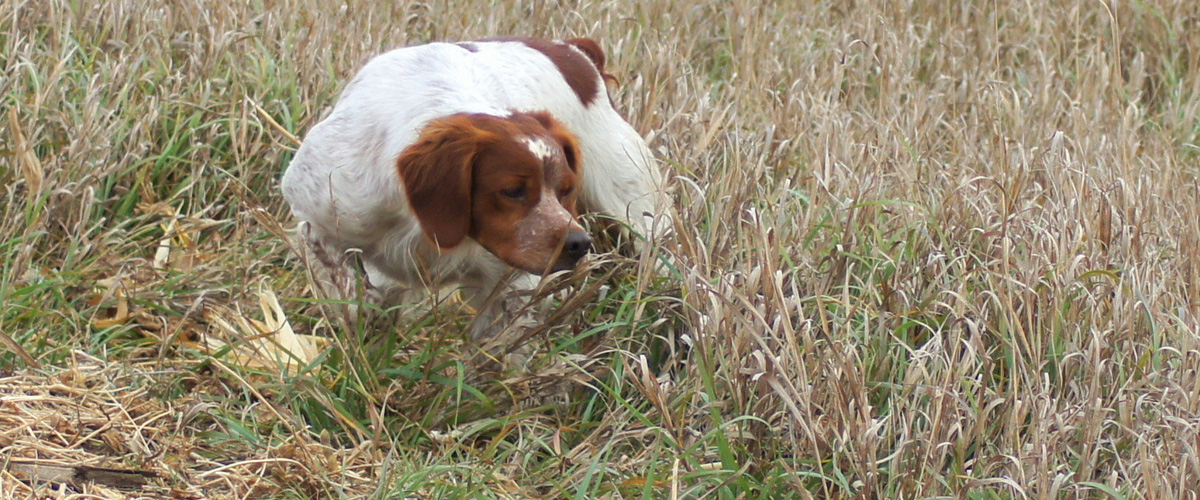 L'Escarbot Kennels French Brittany Spaniel puppies, training