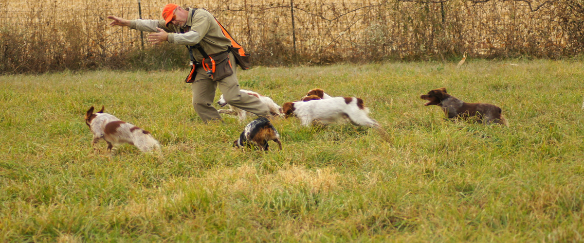 brittany spaniel training dog puppy french kennels pointing puppies begin offer program professional months four