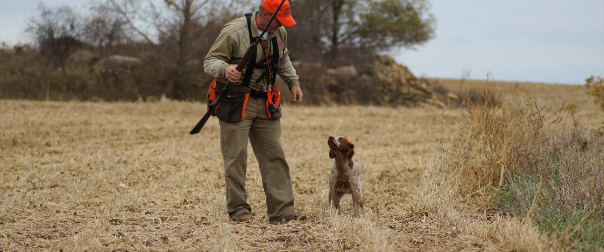 L'Escarbot Kennels French Brittany Spaniel puppies, training