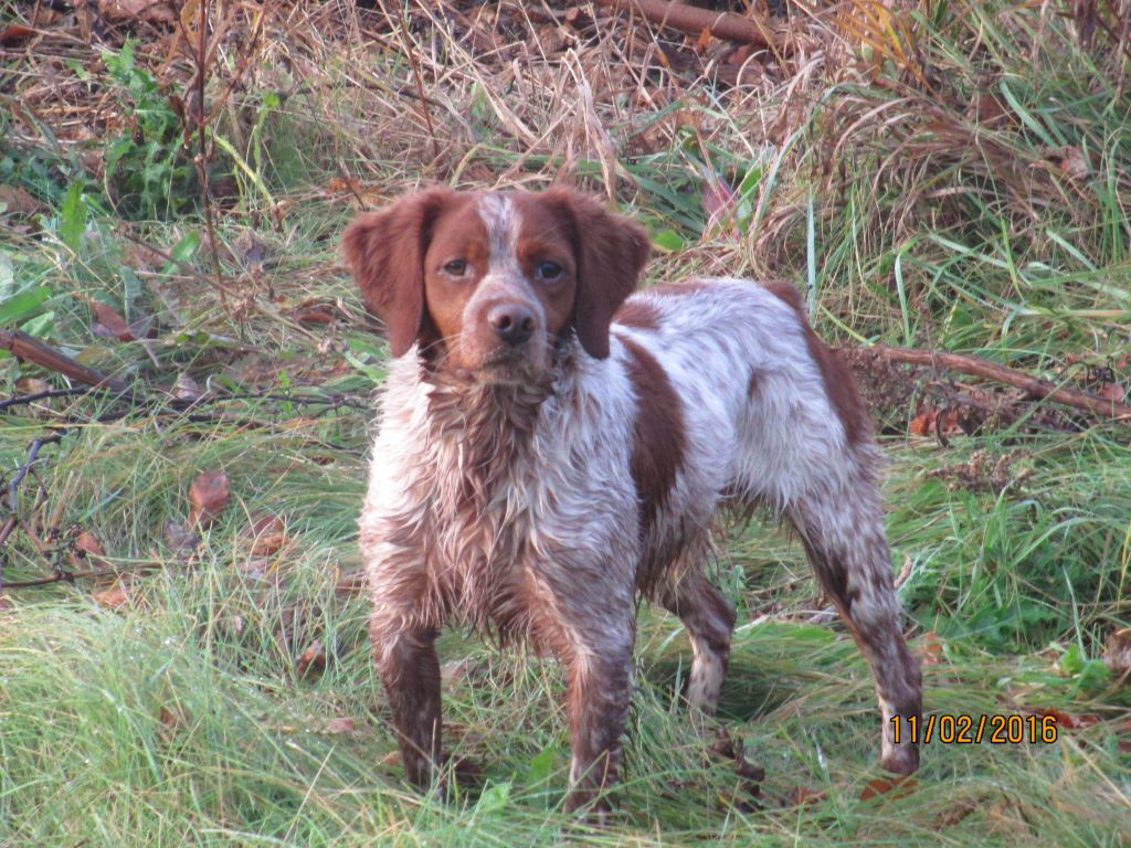 Jameson (Jim) L'Escarbot Kennels French Brittany Spaniel puppies