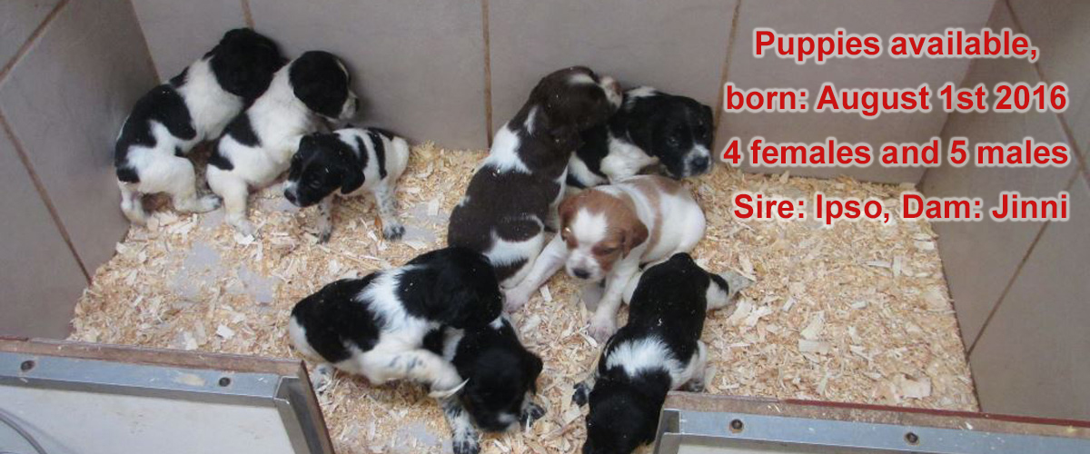 L'Escarbot Kennels French Brittany Spaniel puppies, training