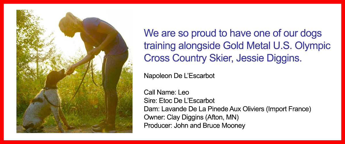 L'Escarbot Kennels French Brittany Spaniel puppies, training