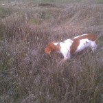 Gabe on point quail 7-22-12