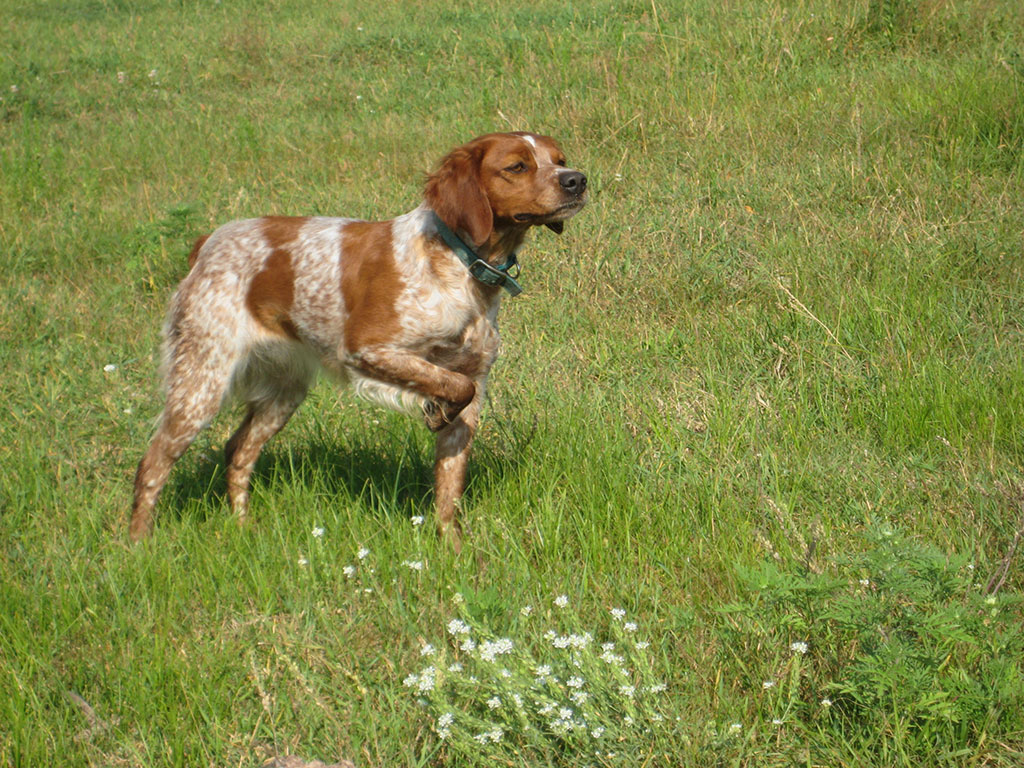 mark dinsmore french brittany