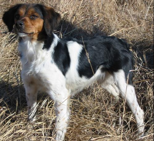 french brittany spaniel