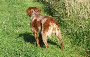 morning in the pasture, July 28, 2016 031