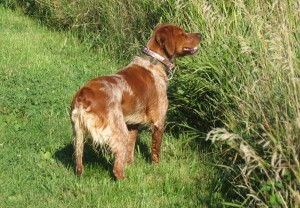 morning in the pasture, July 28, 2016 033